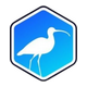 Curlews