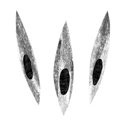 Ovoshi