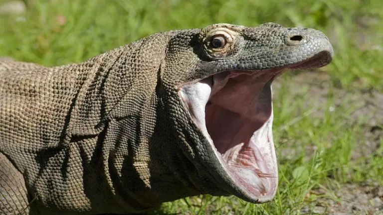 Komodo PogChamp - PogChamp meaning and origins